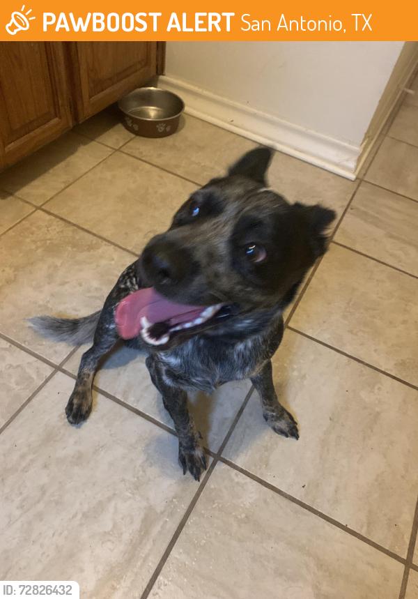 Found/Stray Male Dog last seen Indian Hollow & Ramblewood, San Antonio, TX 78261