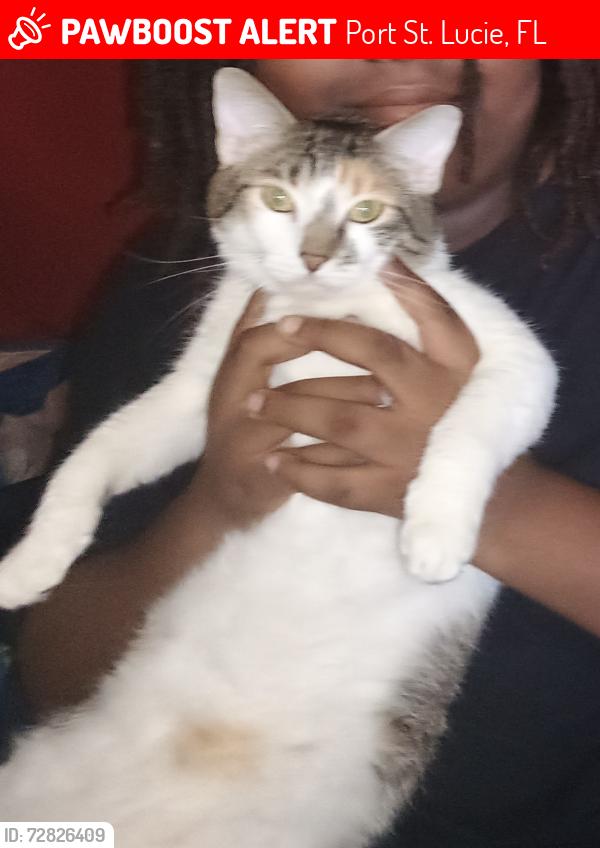 Lost Female Cat last seen Nw coosa dr, Port St. Lucie, FL 34986