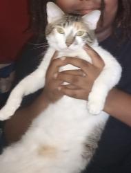 Lost Female Cat last seen Nw coosa dr, Port St. Lucie, FL 34986