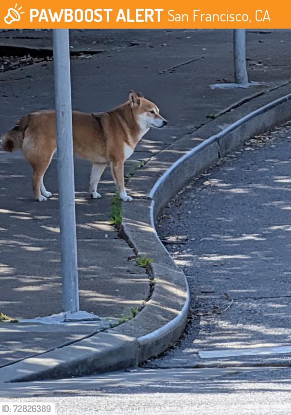 Found/Stray Unknown Dog last seen 10th and Pacheco, San Francisco, CA 94116