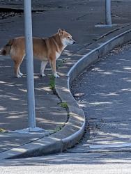 Found/Stray Unknown Dog last seen 10th and Pacheco, San Francisco, CA 94116
