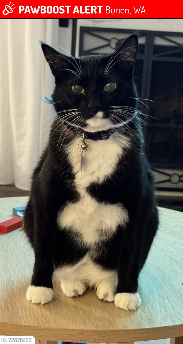 Lost Male Cat last seen Sunwood apmt, Burien, WA 98166