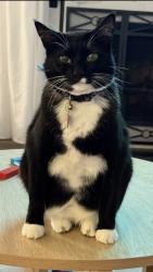 Lost Male Cat last seen Sunwood apmt, Burien, WA 98166