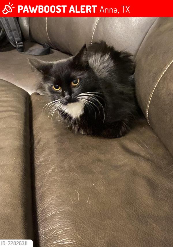 Lost Female Cat last seen FlintRock Ln & N Standridge BLVD in The Village of Hurricane Creek , Anna, TX 75409