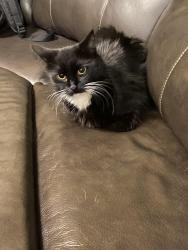 Lost Female Cat last seen FlintRock Ln & N Standridge BLVD in The Village of Hurricane Creek , Anna, TX 75409