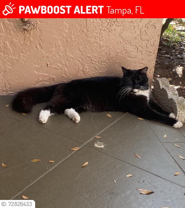 Lost Male Cat last seen Beacon meadows park , Tampa, FL 33624
