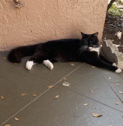 Lost Male Cat last seen Beacon meadows park , Tampa, FL 33624