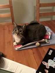 Lost Female Cat last seen 58th Place and Simms street, Arvada, CO 80004
