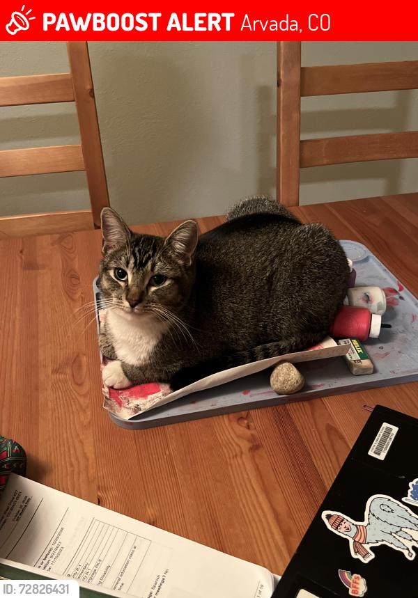 Lost Female Cat last seen 58th Place and Simms street, Arvada, CO 80004