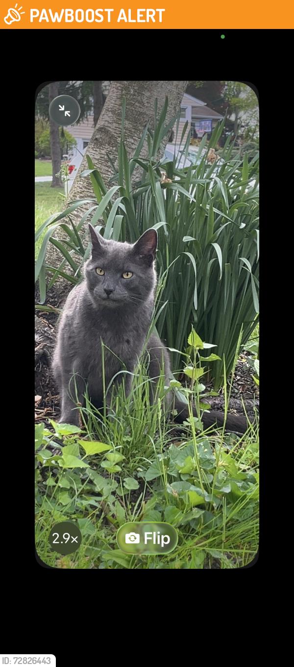 Found/Stray Unknown Cat last seen Judith Lane, Middletown Township, PA 19063