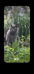 Found/Stray Unknown Cat last seen Judith Lane, Middletown Township, PA 19063