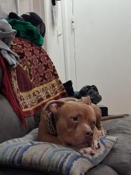 Lost Male Dog last seen Vaughn apts, Washington, DC 20016