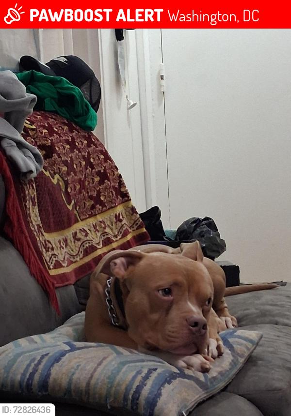 Lost Male Dog last seen Vaughn apts, Washington, DC 20016