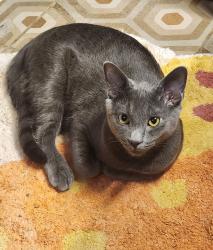 Lost Male Cat last seen Sharp / First Baptist Chirch Powell, Powell, TN 37849