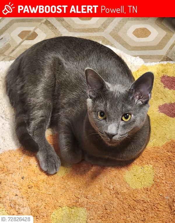 Lost Male Cat last seen Sharp / First Baptist Chirch Powell, Powell, TN 37849