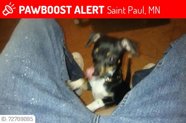 Lost Female Dog last seen Reaney ave. & Frank st., Saint Paul, MN 55106