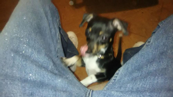 Lost Female Dog last seen Reaney ave. & Frank st., Saint Paul, MN 55106