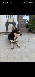 Lost Female Dog last seen 43rd and thomas, Phoenix, AZ 85031