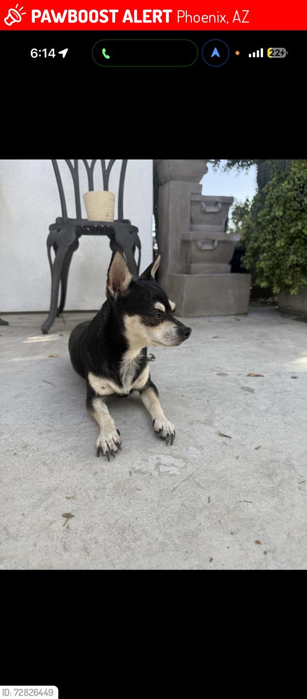 Lost Female Dog last seen 43rd and thomas, Phoenix, AZ 85031