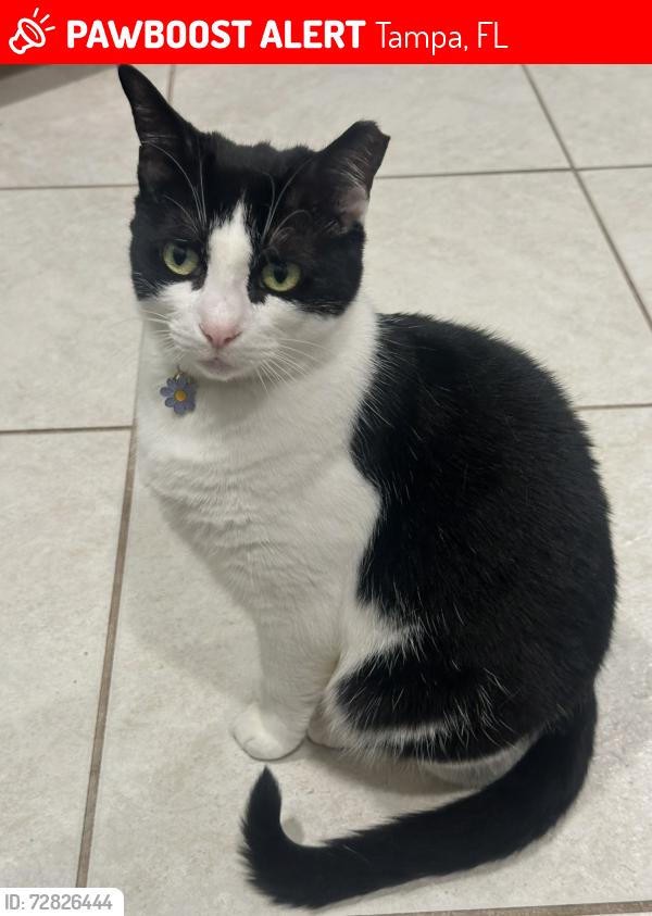 Lost Female Cat last seen Beacon meadows park , Tampa, FL 33624