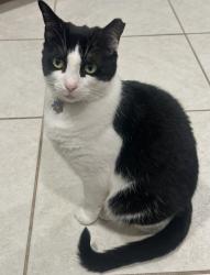 Lost Female Cat last seen Beacon meadows park , Tampa, FL 33624