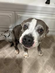 Found/Stray Male Dog last seen 111th and Memorial at the Starbucks, Tulsa, OK 74133