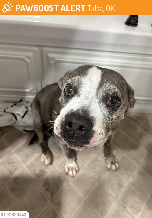 Found/Stray Male Dog last seen 111th and Memorial at the Starbucks, Tulsa, OK 74133