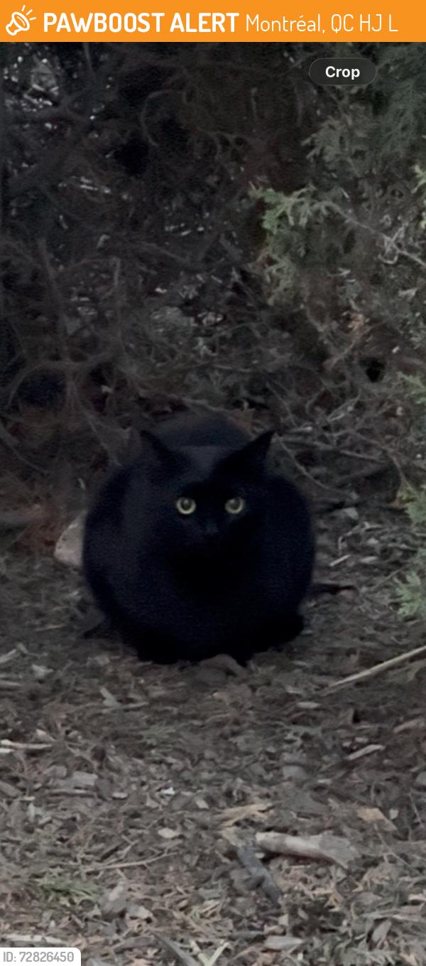 Found/Stray Unknown Cat last seen Next to the building in the middle of the park, on the side of Laurier street, Montréal, QC H2J 3L8