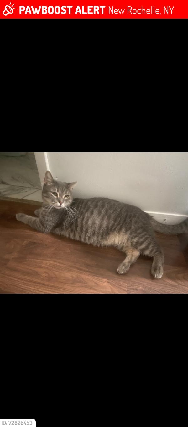 Lost Male Cat last seen Near circuit road New Roce , New Rochelle, NY 10805