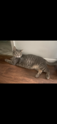 Lost Male Cat last seen Near circuit road New Roce , New Rochelle, NY 10805