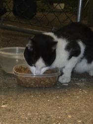 Found/Stray Unknown Cat last seen Noblestown , Pittsburgh, PA 15205