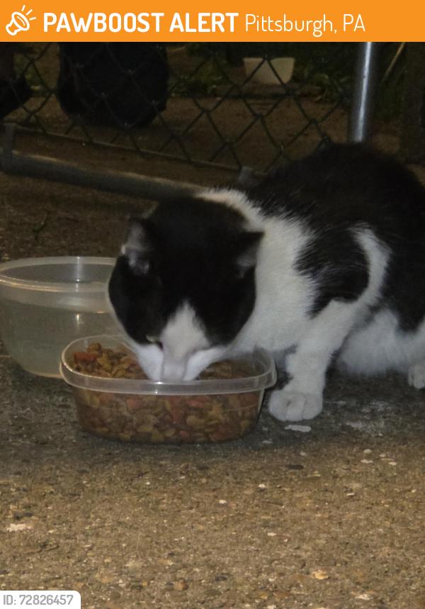 Found/Stray Unknown Cat last seen Noblestown , Pittsburgh, PA 15205
