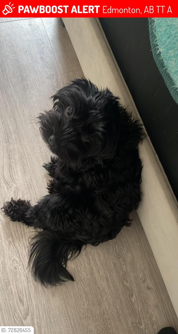 Lost Female Dog last seen Near Spring field , Edmonton, AB T5T 0A3