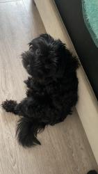 Lost Female Dog last seen Near Spring field , Edmonton, AB T5T 0A3