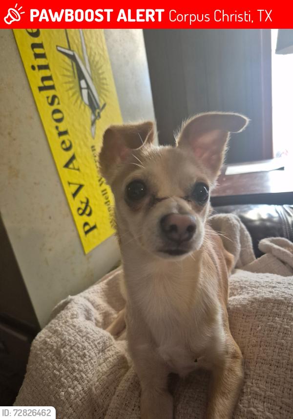 Lost Male Dog last seen Purdue , Corpus Christi, TX 78418