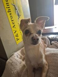 Lost Male Dog last seen Purdue , Corpus Christi, TX 78418
