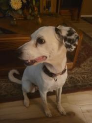 Lost Female Dog last seen Near e Randolph rd and mañana dr, Casa Grande, AZ 85194