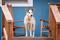 Lost Female Dog last seen 63rd St / Gunbarrel Ave, Boulder, CO 80301