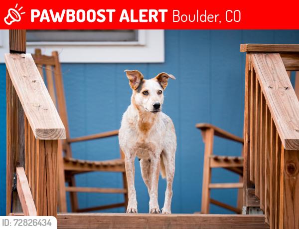 Lost Female Dog last seen 63rd St / Gunbarrel Ave, Boulder, CO 80301