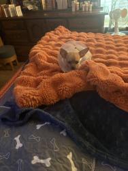 Lost Female Dog last seen Seneca, Wichita, KS 67217