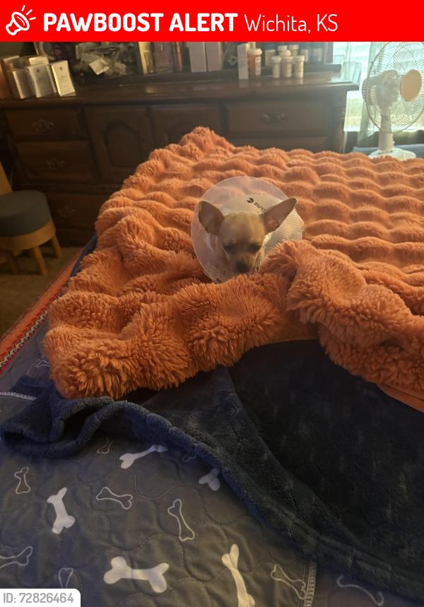 Lost Female Dog last seen Seneca, Wichita, KS 67217