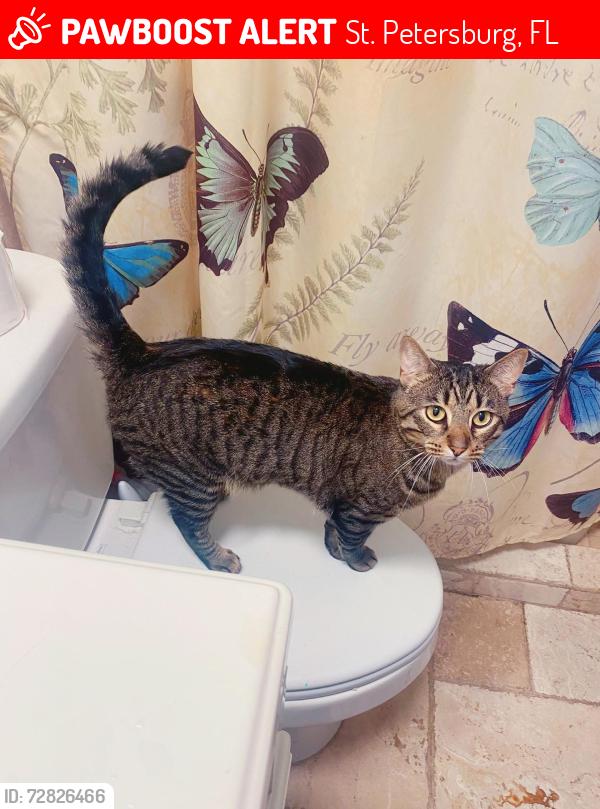 Lost Male Cat last seen 38th ave and 49th st, St. Petersburg, FL 33710
