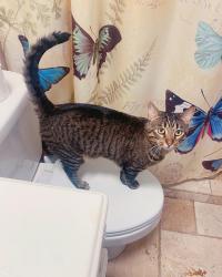Lost Male Cat last seen 38th ave and 49th st, St. Petersburg, FL 33710
