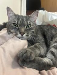Lost Male Cat last seen Mission street , Spokane Valley, WA 99216