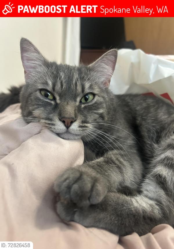 Lost Male Cat last seen Mission street, Spokane Valley, WA 99216