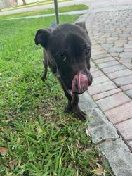 Shelter Stray Male Dog last seen Near BLOCK SW 147TH PL, Doral, FL 33122