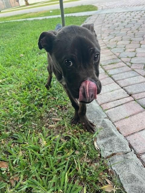 Shelter Stray Male Dog last seen Near BLOCK SW 147TH PL, Doral, FL 33122