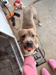 Found/Stray Male Dog last seen On 295 s part Riley rd, Fayetteville, NC 28303