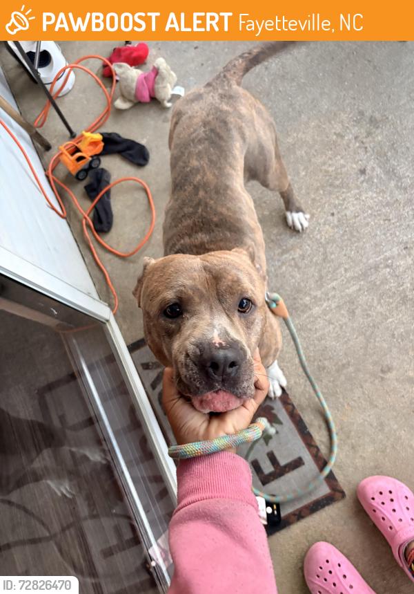 Found/Stray Male Dog last seen On 295 s part Riley rd, Fayetteville, NC 28303