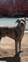 Found/Stray Male Dog last seen Franklin park, Spokane, WA 99205